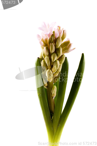 Image of hyaciunth