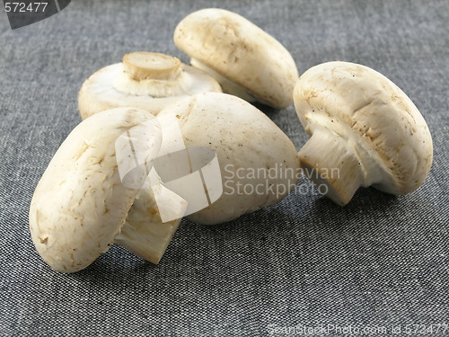 Image of fresh champignon 