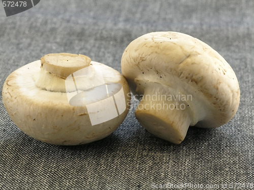 Image of fresh champignon 