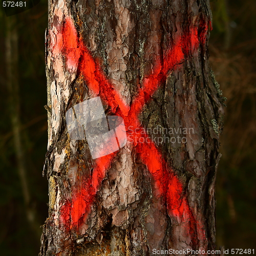 Image of signed tree