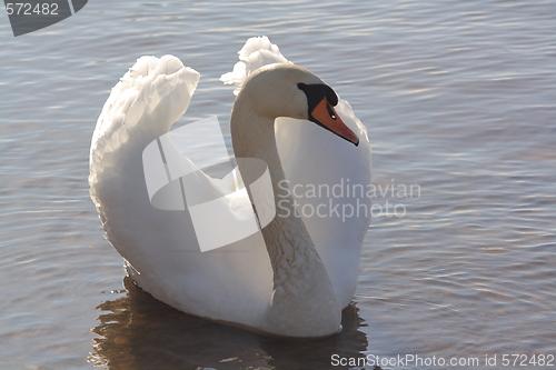 Image of swan