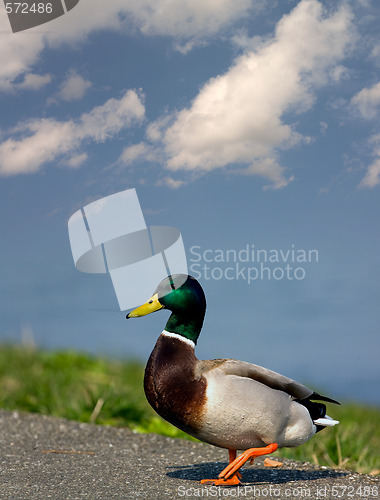 Image of Mallard duck