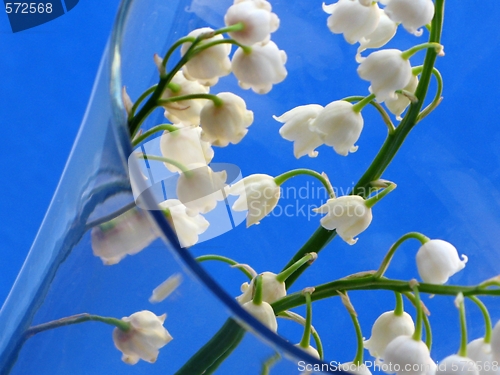 Image of lily of the valley - detail