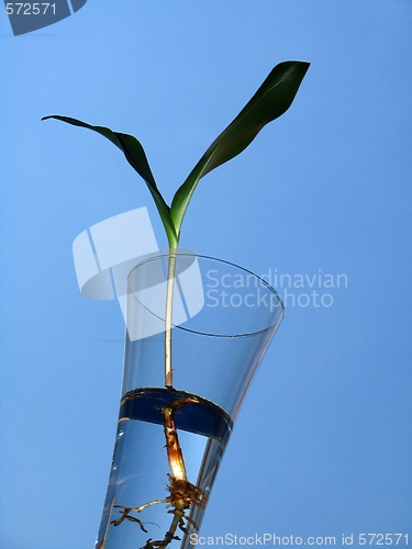 Image of lily of the valley - leaves over blue background