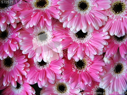 Image of Pink Gerber flowers - background