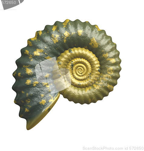 Image of shell