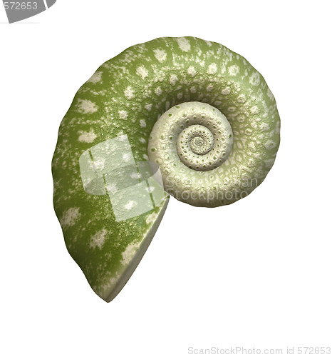 Image of sea shell