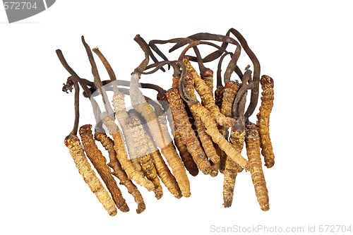 Image of Traditional Chinese Medicine - Cordyceps sinensis