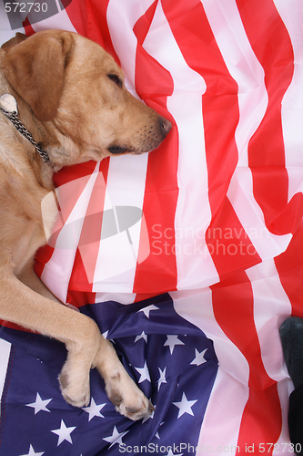 Image of sleeping labrador