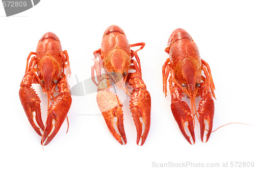 Image of crawfish