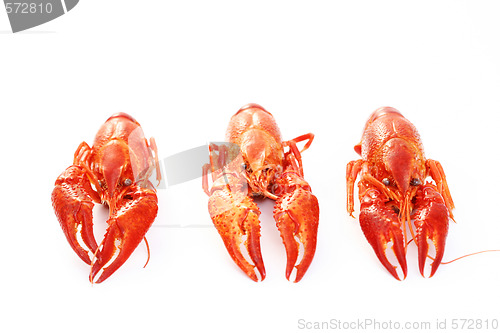 Image of crawfishes