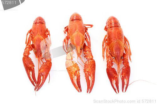 Image of crawfishes