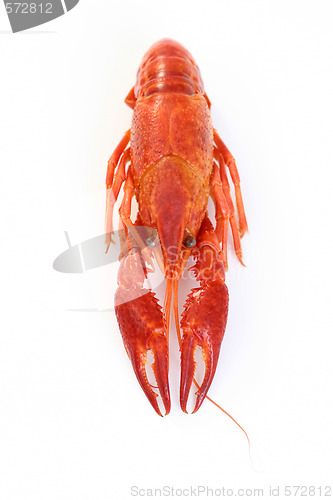 Image of crawfish