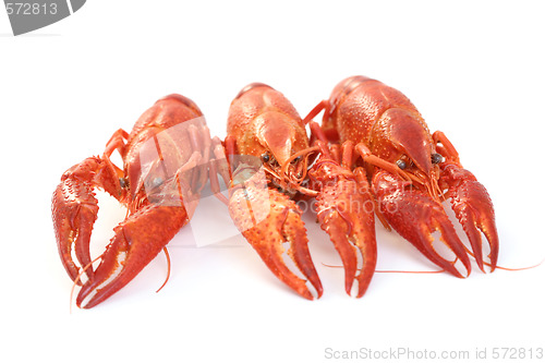 Image of crawfishes