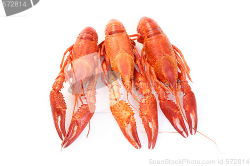 Image of crawfishes