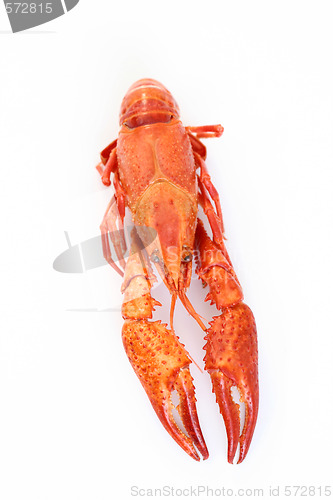 Image of crawfish