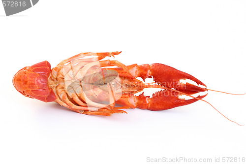 Image of crawfish