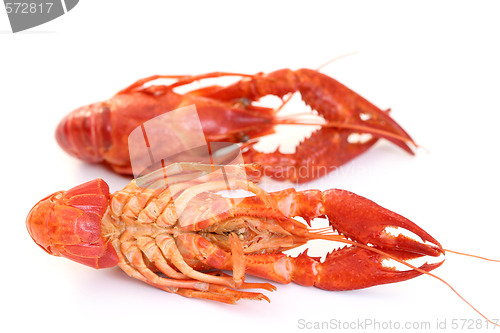 Image of crawfishes