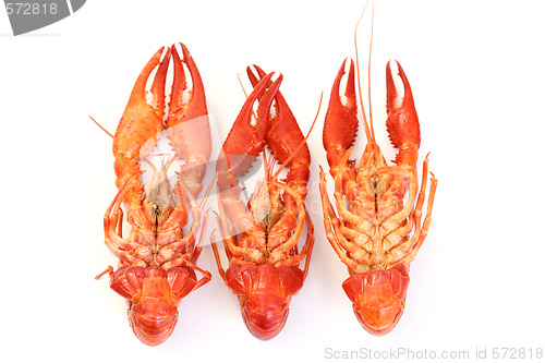 Image of crawfishes