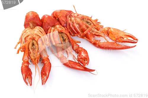 Image of crawfishes