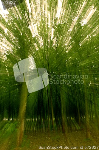 Image of GREEN TREES MOVING