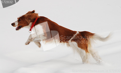 Image of Running dog