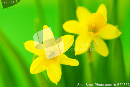 Image of spring