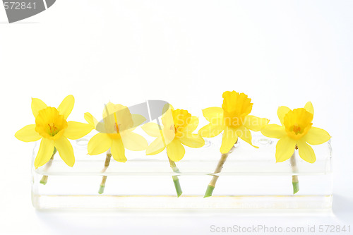 Image of spring