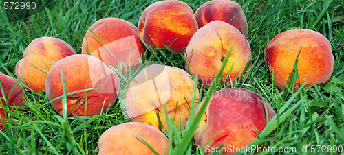 Image of Peach over grass