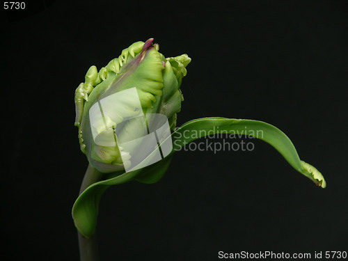 Image of  Tulip bud