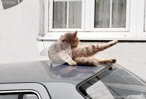 Image of Cat on car roof