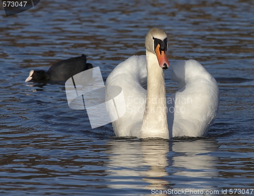 Image of Muted swan.