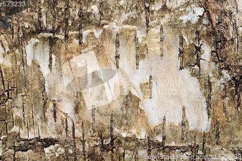 Image of Birch background