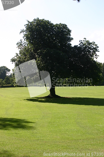 Image of Tree in park, Malahide, Ireland
