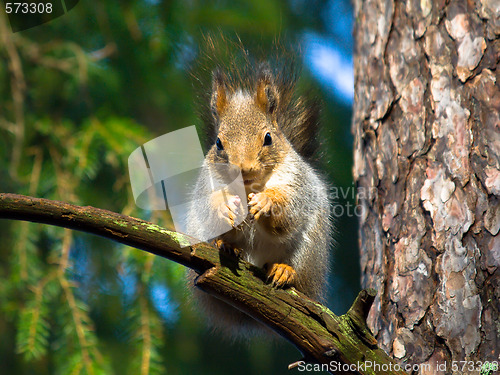 Image of red squirrel