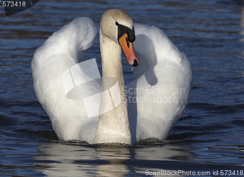 Image of Swan