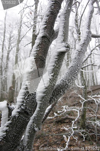 Image of Winter Tkhab