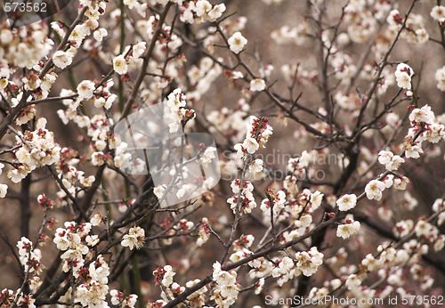 Image of plum-tree