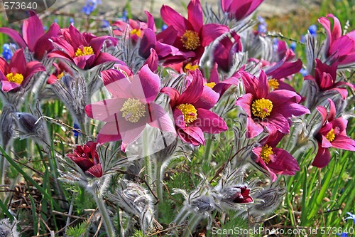 Image of Pasque Flower (Pulsatilla vulgaris)