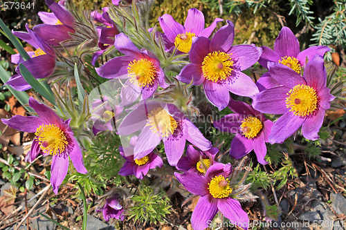 Image of Pasque Flower (Pulsatilla vulgaris)