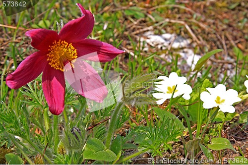 Image of Pasque Flower (Pulsatilla vulgaris)