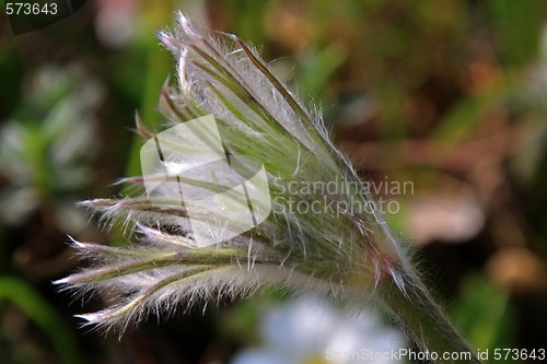 Image of Pasque Flower (Pulsatilla vulgaris)