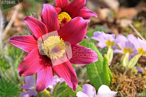 Image of Pasque Flower (Pulsatilla vulgaris)