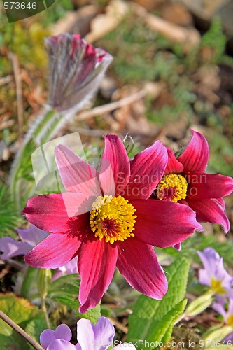 Image of Pasque Flower (Pulsatilla vulgaris)