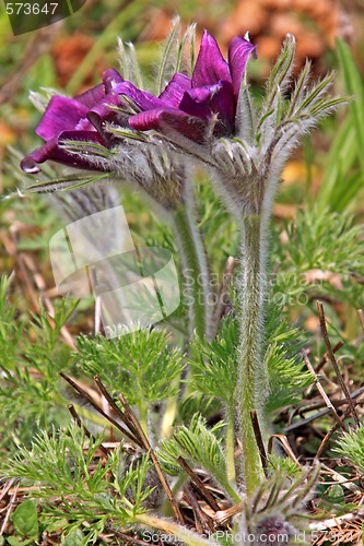 Image of Pasque Flower (Pulsatilla vulgaris)