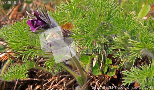 Image of Pasque Flower (Pulsatilla vulgaris)