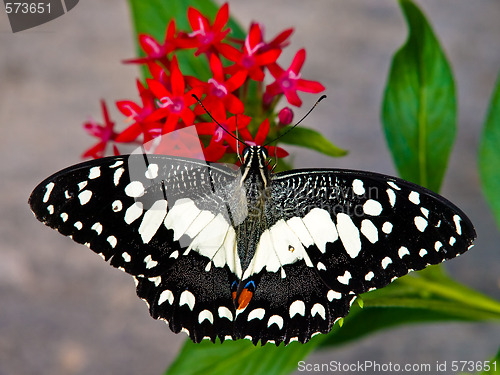 Image of butterfly