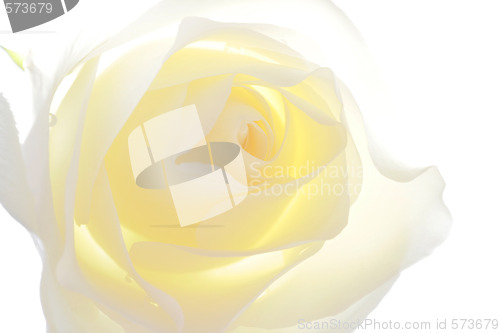 Image of White Rose