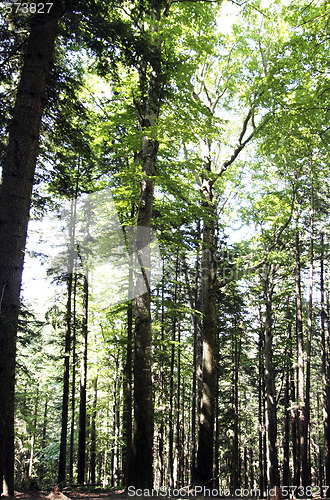 Image of Forest landscape