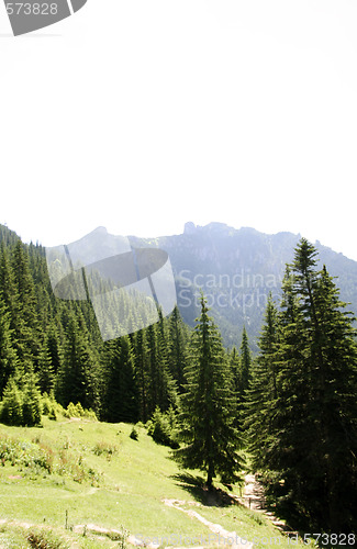 Image of Forest landscape